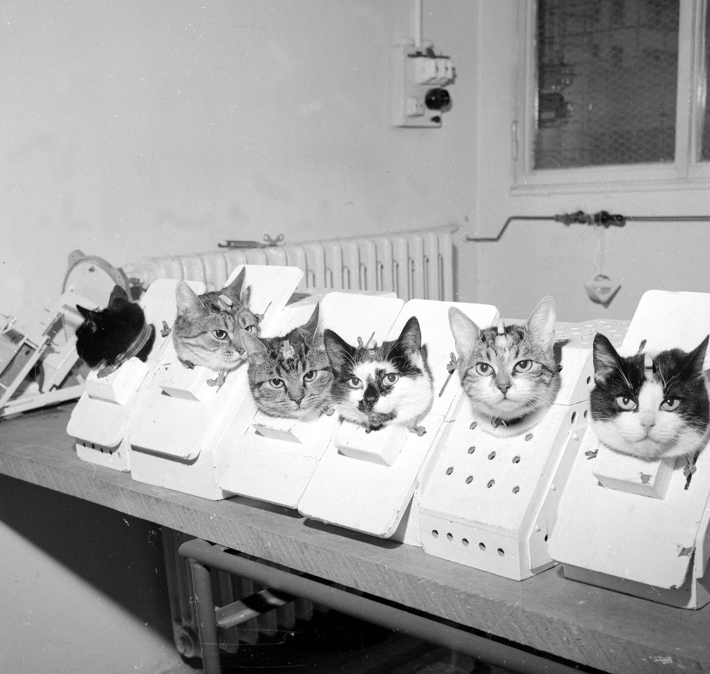 Tiere im Weltall: Katzen