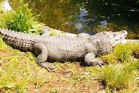 Paar hält Krokodil in Kleingarten