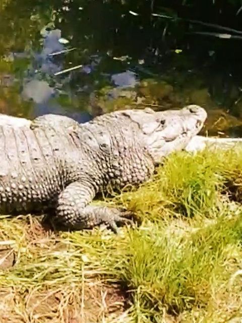 Paar hält Krokodil in Kleingarten