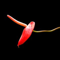 Ratschlag von der Sexualtherapeutin : Tabuthema Erektionsstörungen – eine Expertin erklärt, was dagegen hilft