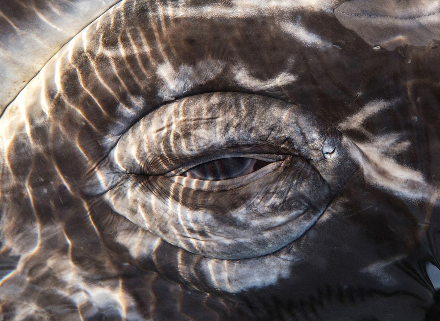 Auge in Auge Auge eines Grauwals