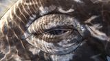 Auge eines Grauwals