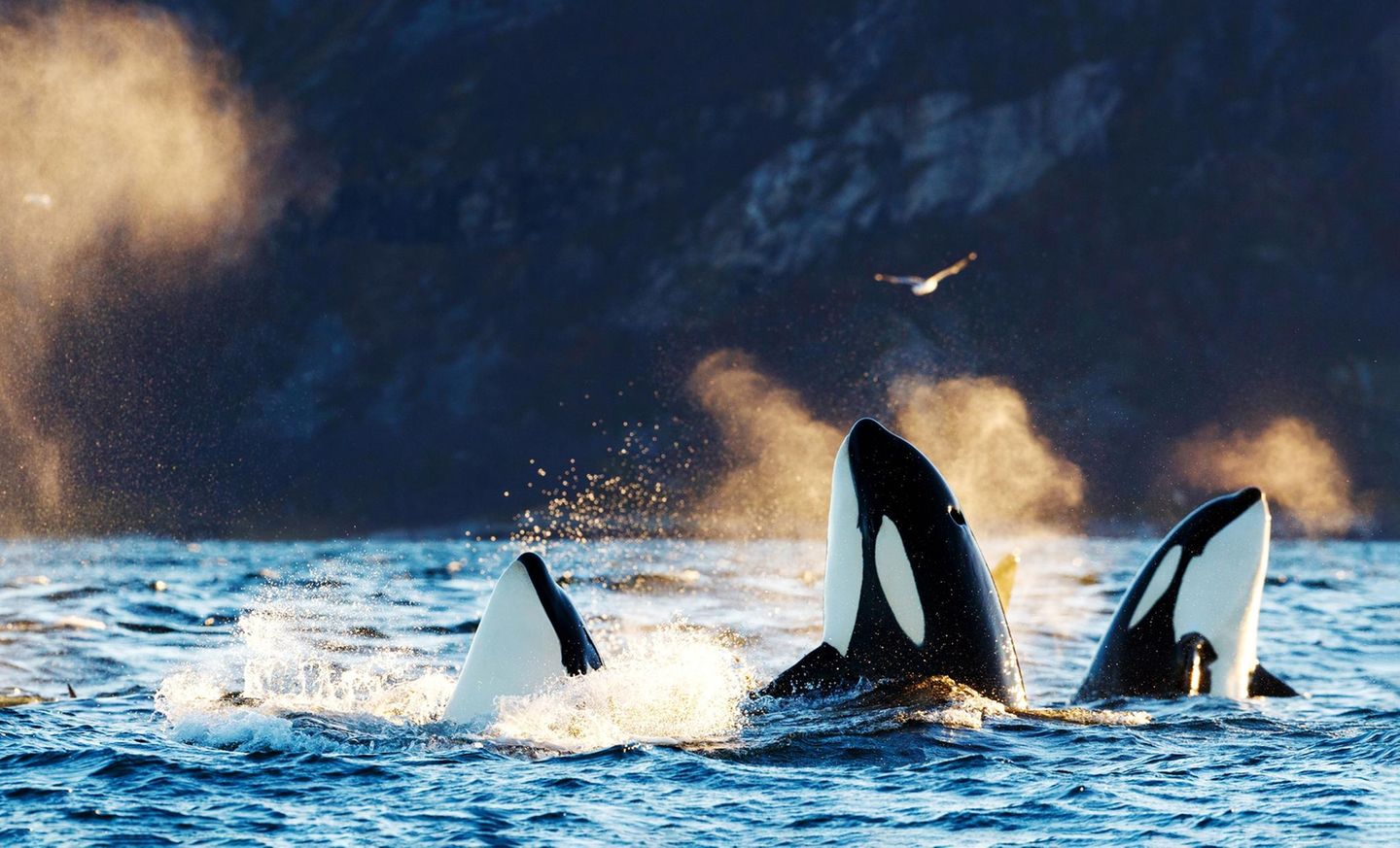 Gruppe Orcas