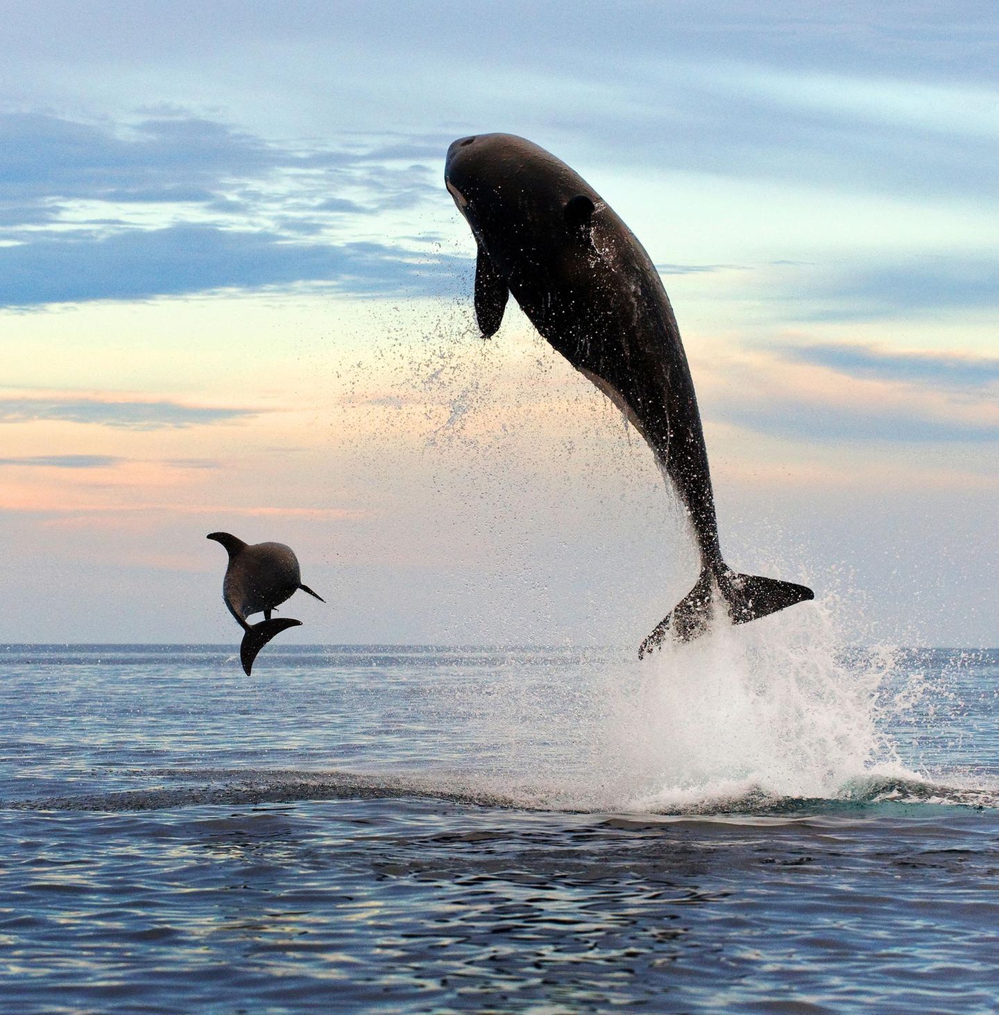 Mit einem riesigen Satz verfolgt ein Orca einen Großen Tümmler