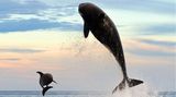 Mit einem riesigen Satz verfolgt ein Orca einen Großen Tümmler