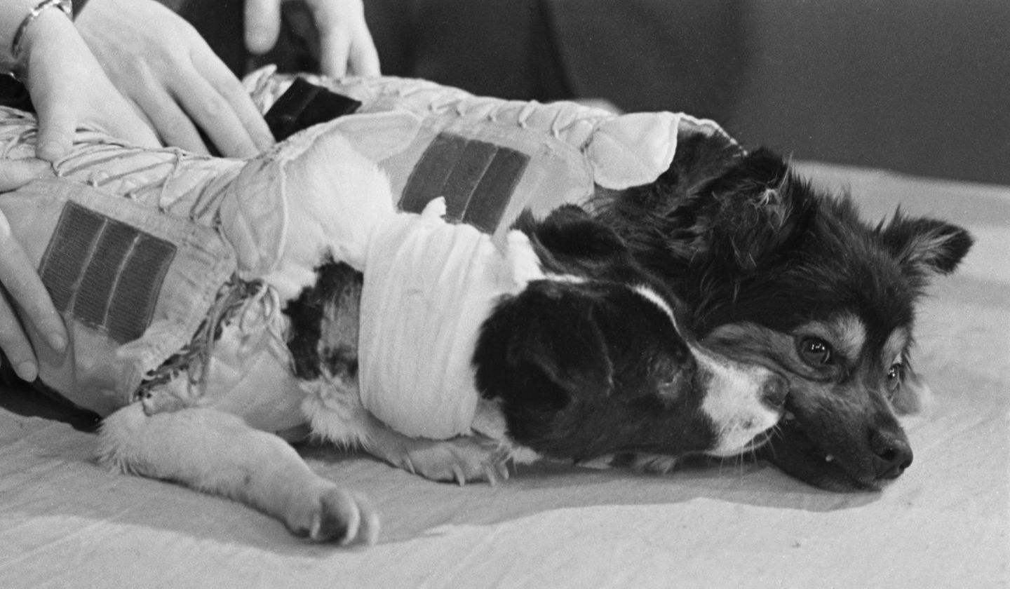 Tiere im Weltall: Veterok und Ugolyok Tiere im Weltall: Veterok und Ugolyok