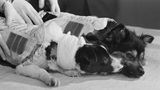 Tiere im Weltall: Veterok und Ugolyok