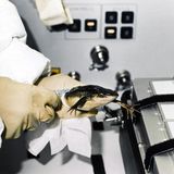 Tiere im Weltall: Frosch