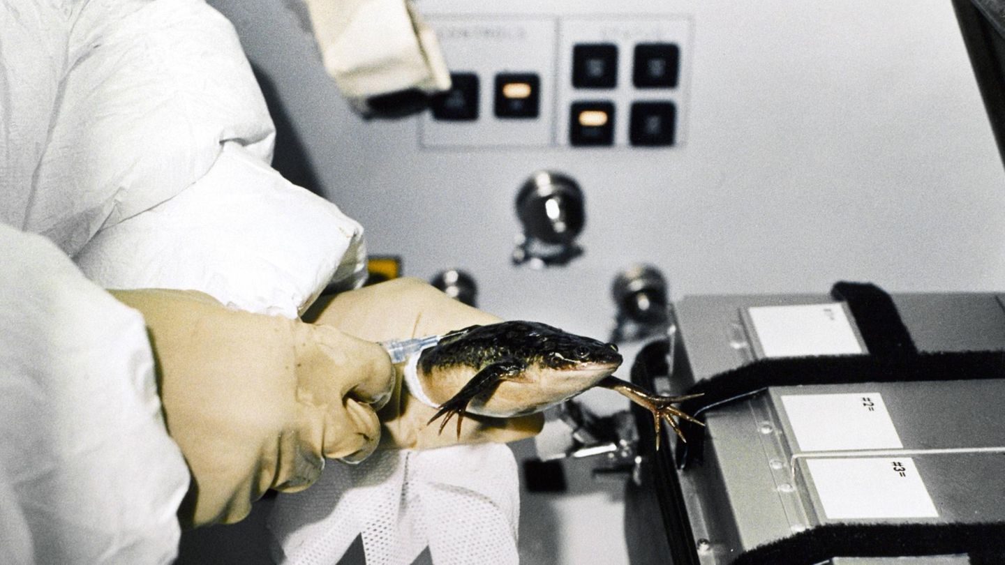 Tiere im Weltall: Frosch