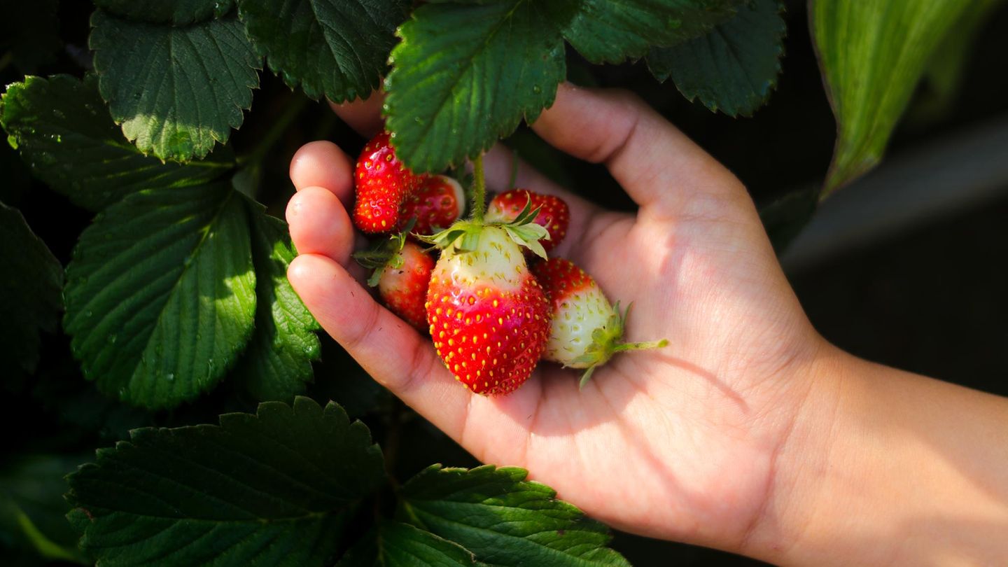Mehr als drei Kilo frische Erdbeeren verspeist jeder und jede Deutsche pro Jahr, vor allem im Mai und Juni – wenn Erdbeeren Saison haben 