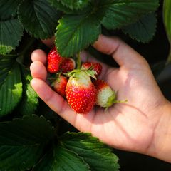 Mehr als drei Kilo frische Erdbeeren verspeist jeder und jede Deutsche pro Jahr, vor allem im Mai und Juni – wenn Erdbeeren Saison haben 