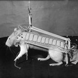 Tiere im Weltall: Nager