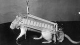 Tiere im Weltall: Nager