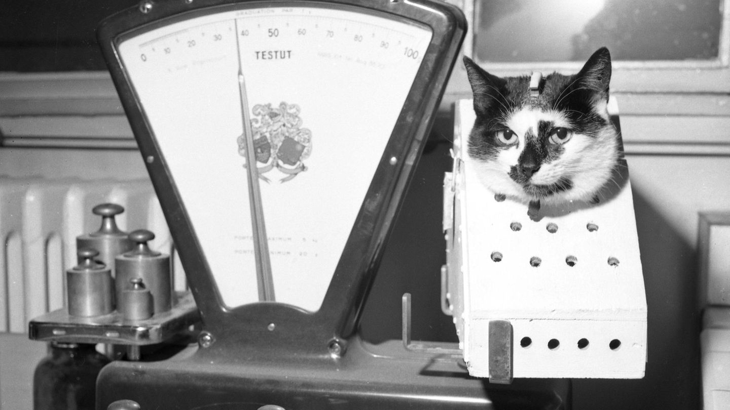 Tierische Raumpiloten: Beam me up, Scotty! Diese Tiere waren im Weltall