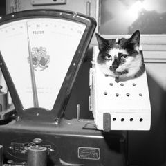 Für den Flug in der Rakete wurde Félicette in einem Transportbehälter festgeschnallt und verkabelt. Während des Flugs wurden sowohl Herzschlag und Atemfrequenz des Tiers, als auch die Hirnaktivität gemessen