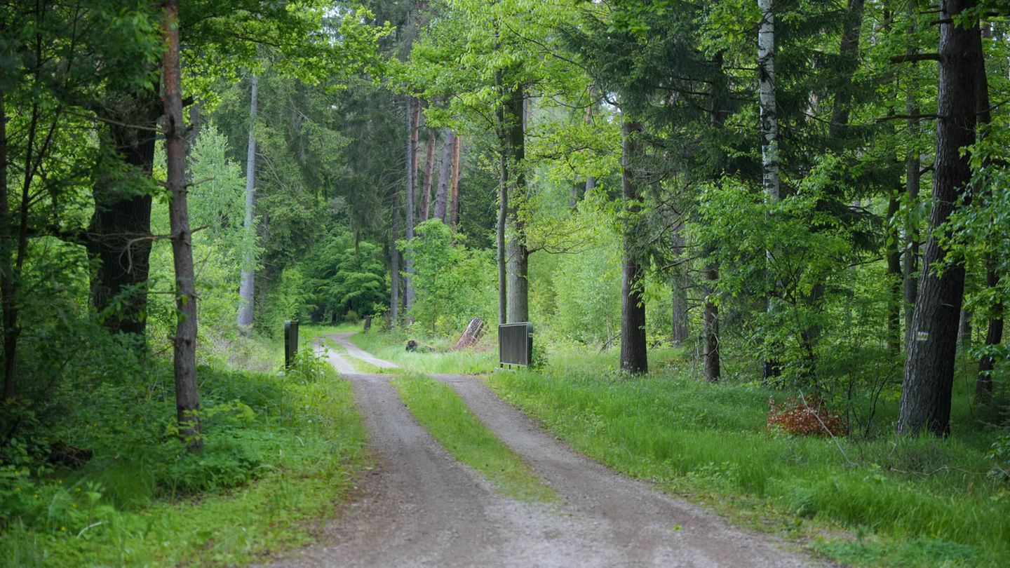 Waldgebiet bei Laußnitz