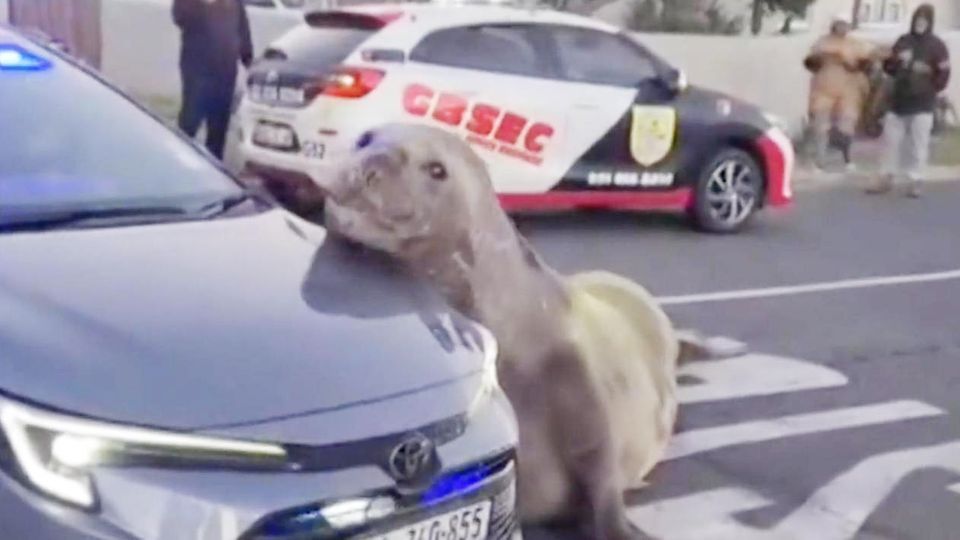 Tonnenschwerer Seeelefant legt Straßenverkehr in Kleinstadt lahm