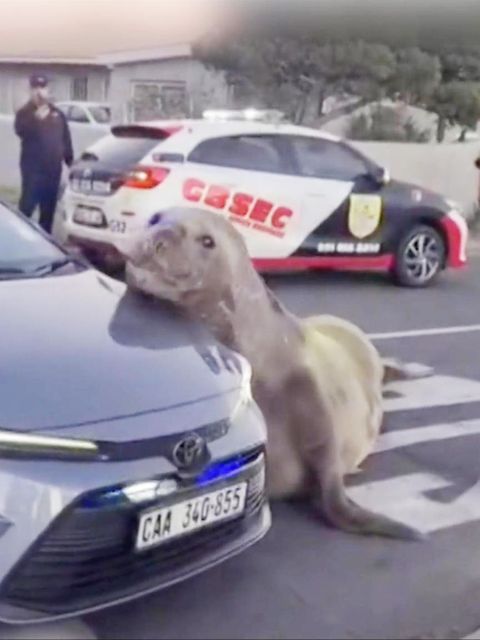 Tonnenschwerer Seeelefant legt Straßenverkehr in Kleinstadt lahm