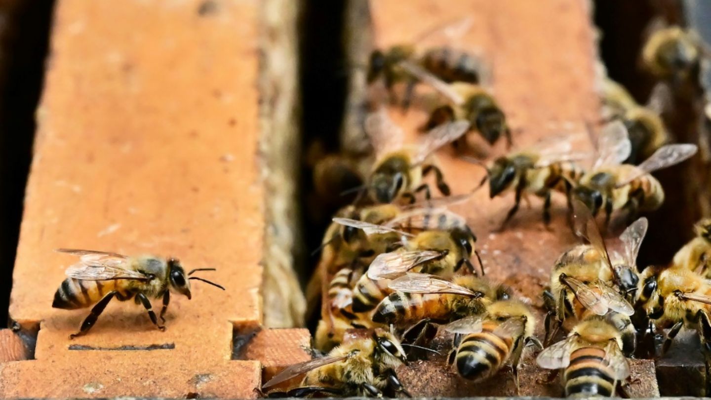 Bienen