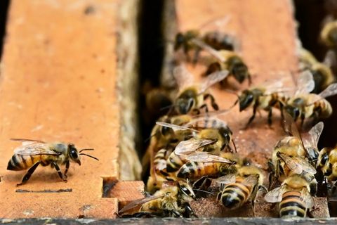 Bienen