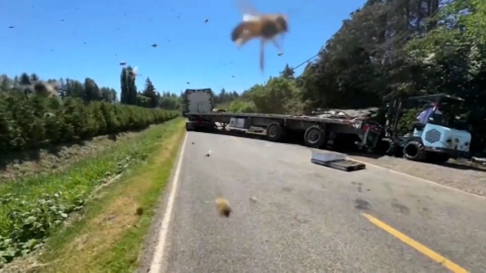 Rettungseinsatz mit Haken: Transporter verliert 250 Millionen Bienen bei Unfall Rettungseinsatz mit Haken: Transporter verliert 250 Millionen Bienen bei Unfall