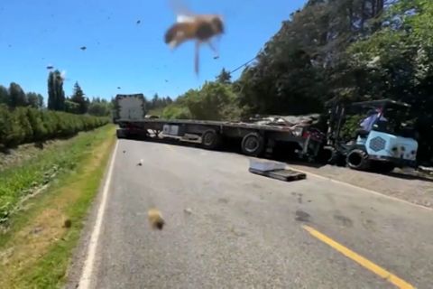 Rettungseinsatz mit Haken: Transporter verliert 250 Millionen Bienen bei Unfall