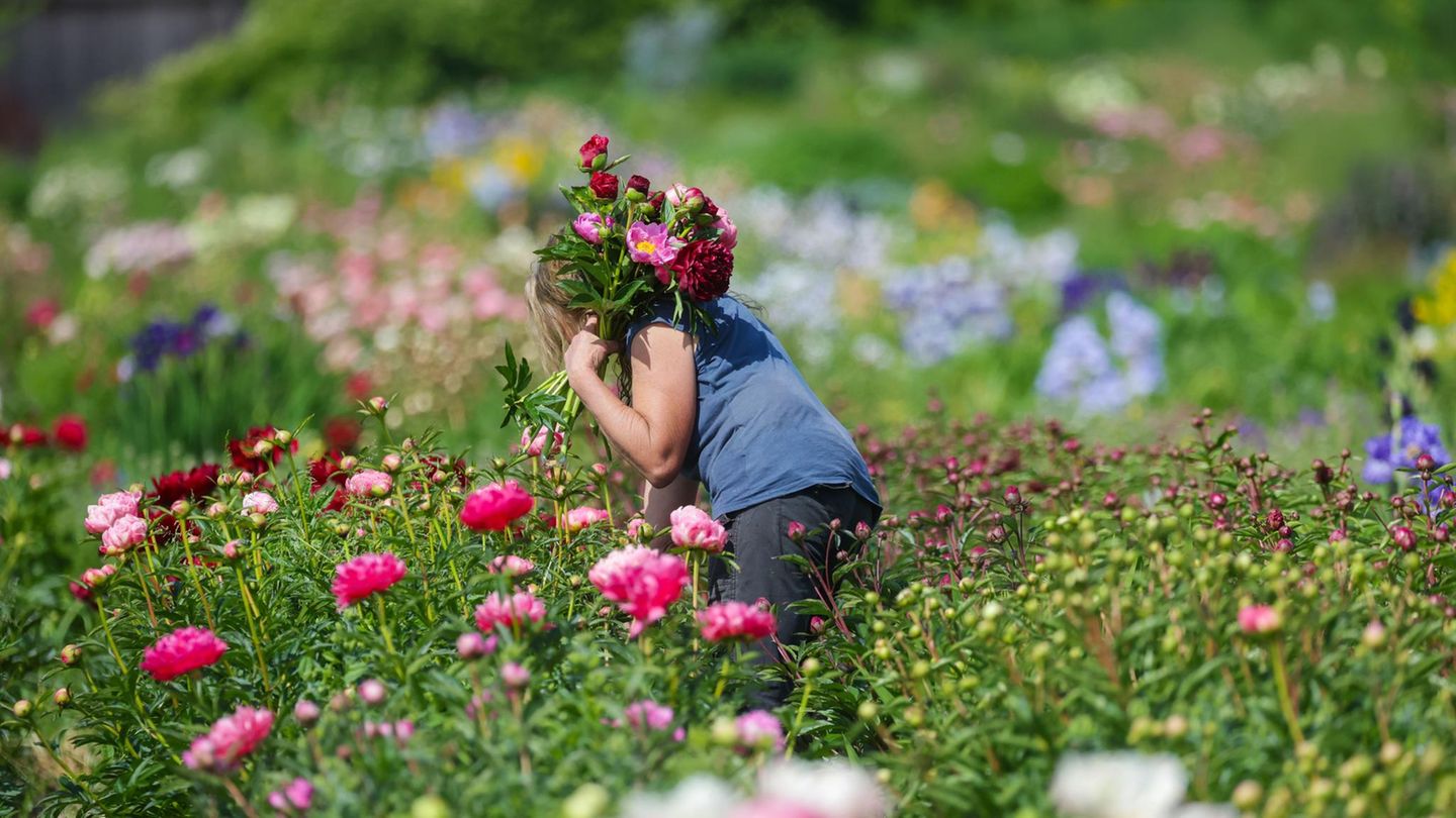 1. Juni: Blumenschmuck Obermarchtal, Deutschland. Eine Gärtnerin ist auf ihrem Feld unterwegs und schneidet einen Strauß mit Pfingstrosen. Ob die Blumen wohl bis Pfingstsonntag in einer Woche durchhalten?