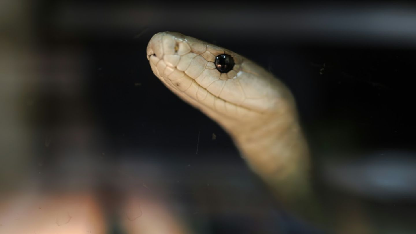 Eine schwarze Mamba