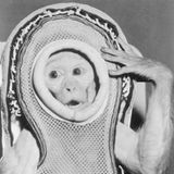 Tiere im Weltall: Mrs Sam im Raumanzug