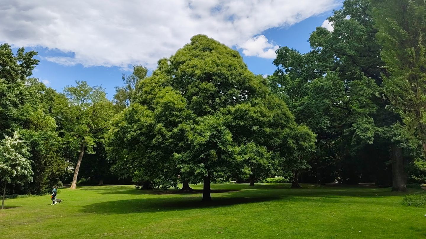Ein Baum im Park