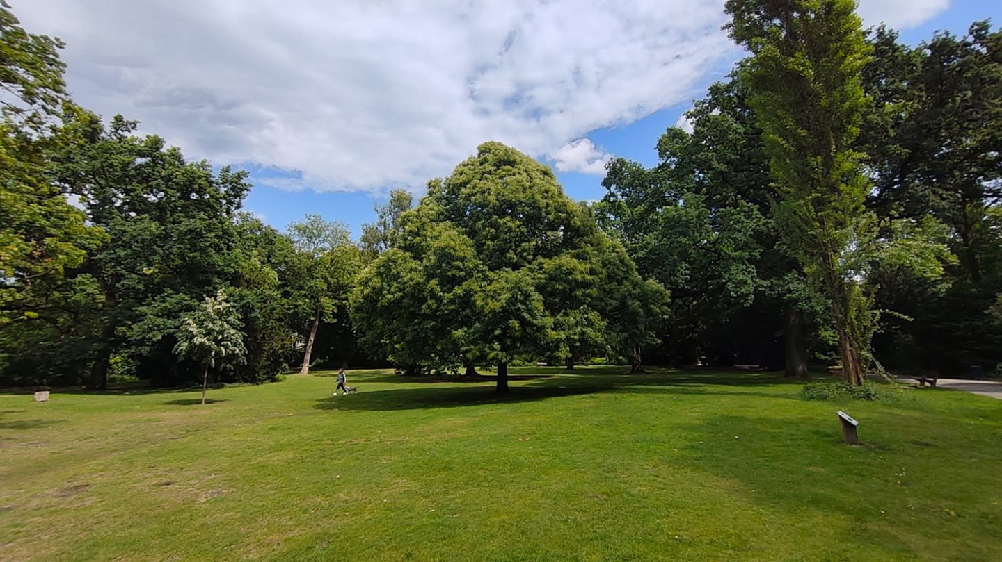 Nothing Phone (3a) Das Weitwinkel-Objektiv fängt die Szenerie im Park ein