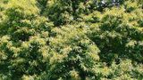 Ein Baum im Park mit vierfachem Zoom aufgenommen