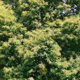Ein Baum im Park mit vierfachem Zoom aufgenommen