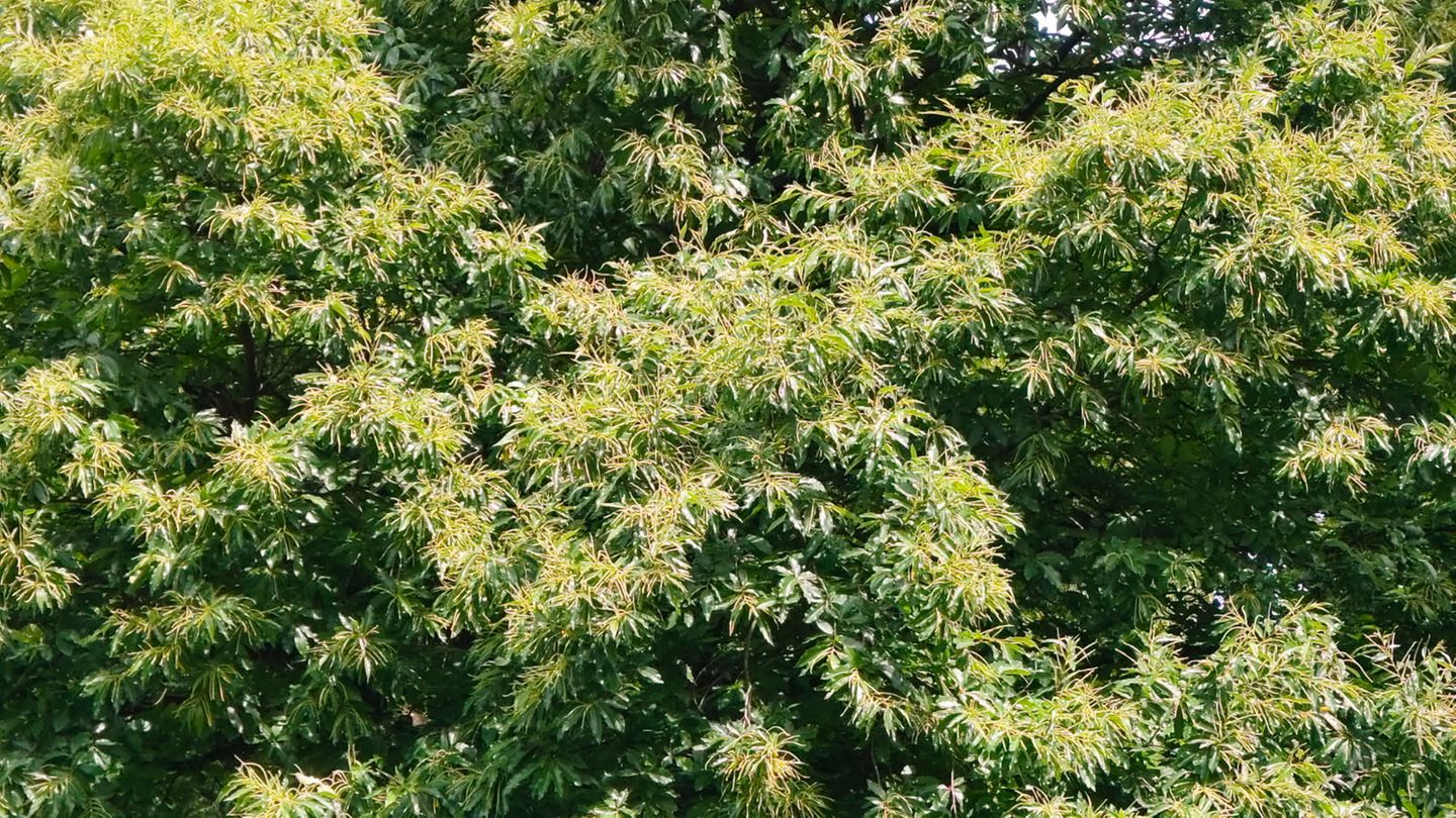 Ein Baum im Park mit vierfachem Zoom aufgenommen
