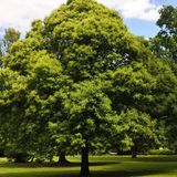 Ein Baum im Park aufgenommen mit dem Teleobjektiv