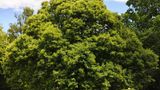 Ein Baum im Park aufgenommen mit dem Teleobjektiv