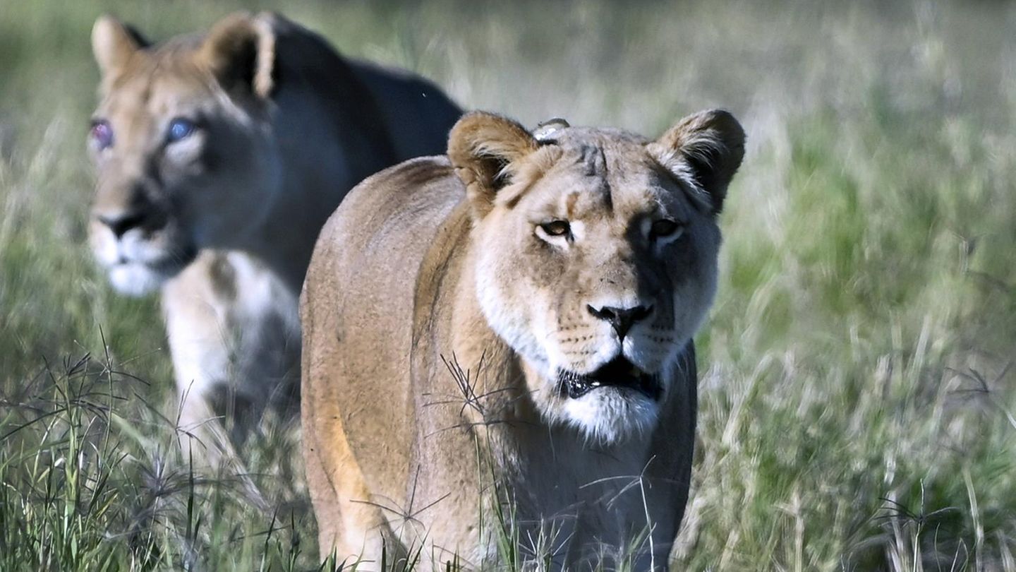 Löwin tötet Camping-Touristen in Namibia