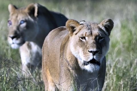 Löwin tötet Camping-Touristen in Namibia