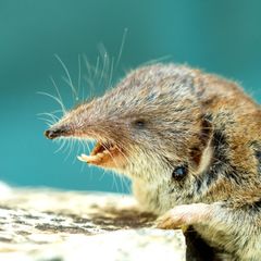 Die Spitzmaus kann das Borna-Virus übertragen