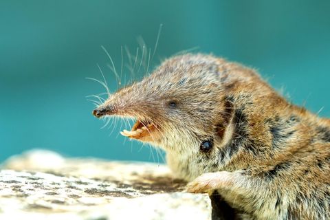 Die Spitzmaus kann das Borna-Virus übertragen