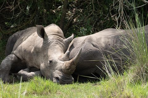 Zwei Nashörner liegen entspannt auf einer Fläche im Schutzgebiet in Uganda und schlafen