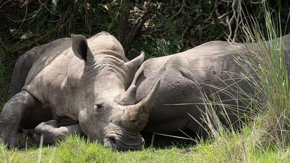 Zwei Nashörner liegen entspannt auf einer Fläche im Schutzgebiet in Uganda und schlafen