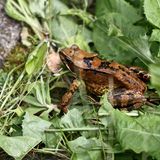 Etwas irritierend: Der Grasfrosch ist nicht grün, sondern braun. Dank seiner dunklen Flecken ist er sehr gut getarnt. Schwimmen kann er so gut wie seine Verwandten, die überwiegend im Wasser leben