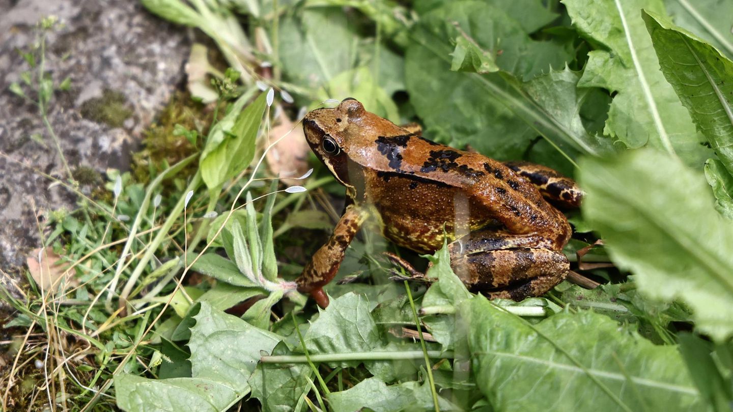 Etwas irritierend: Der Grasfrosch ist nicht grün, sondern braun. Dank seiner dunklen Flecken ist er sehr gut getarnt. Schwimmen kann er so gut wie seine Verwandten, die überwiegend im Wasser leben