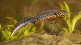 Amphibien Kammmolch