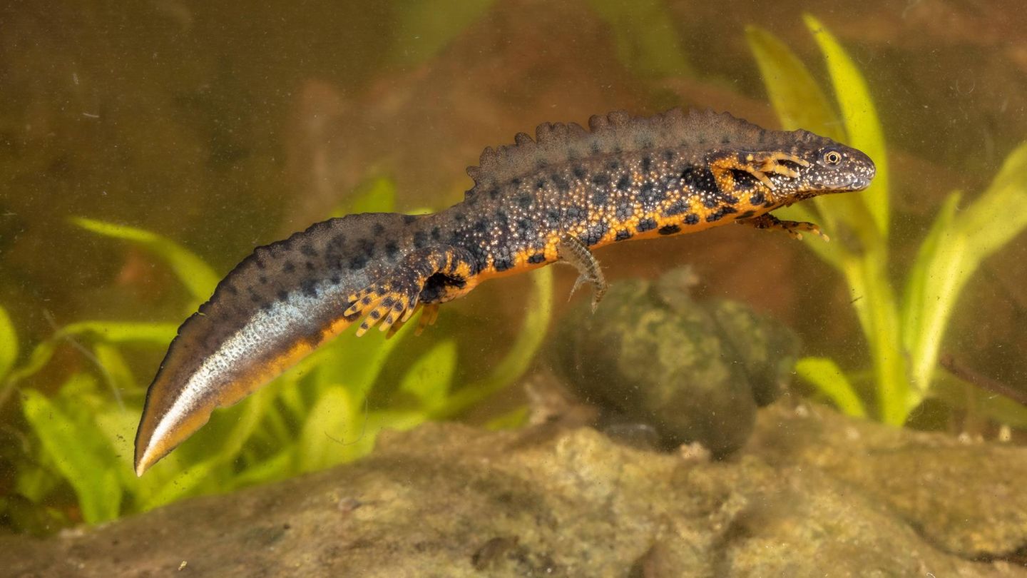Amphibien Kammmolch
