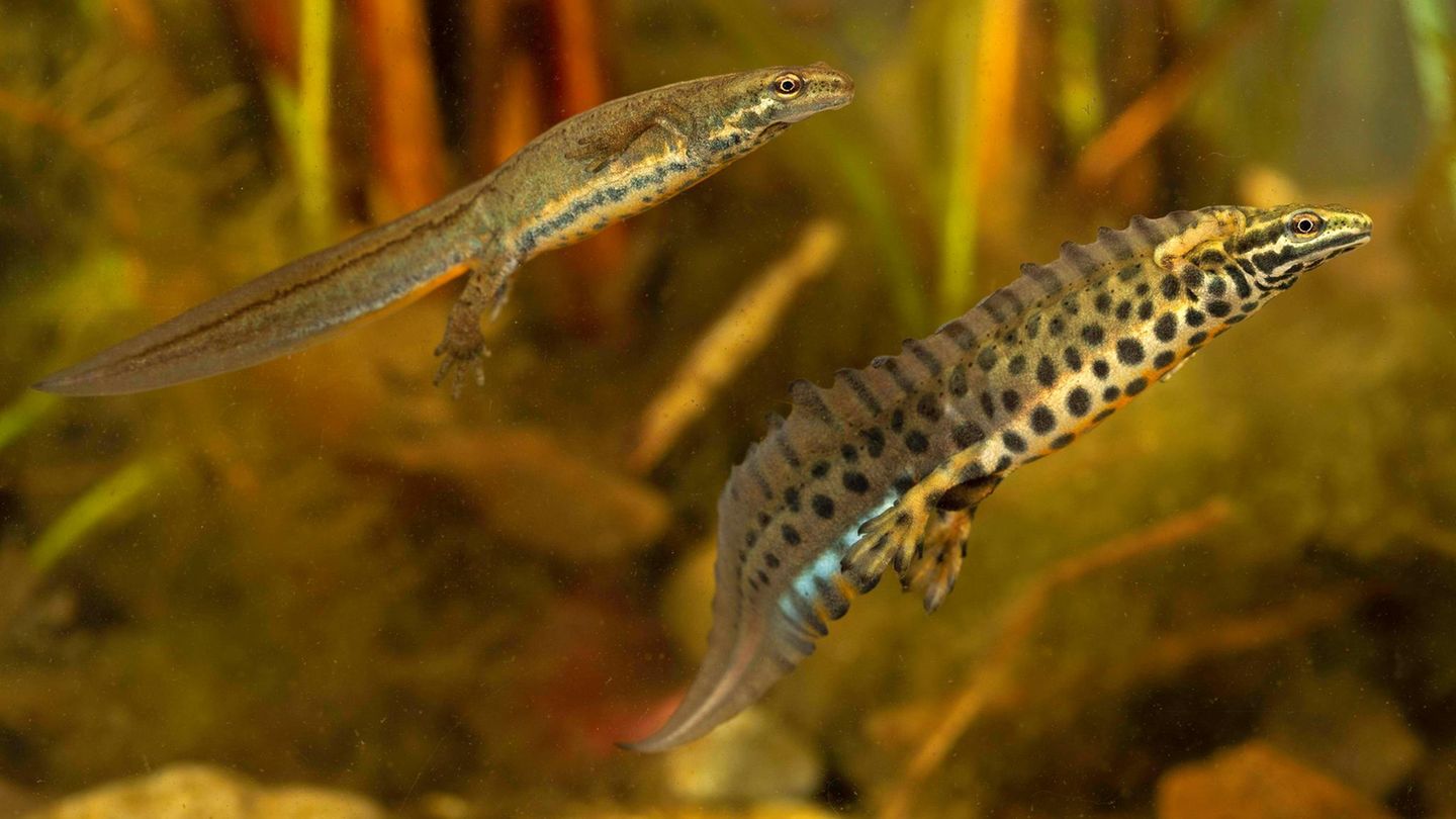 Amphibien Teichmolch