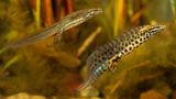 Amphibien Teichmolch
