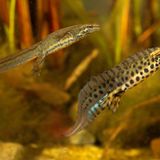 Amphibien Teichmolch