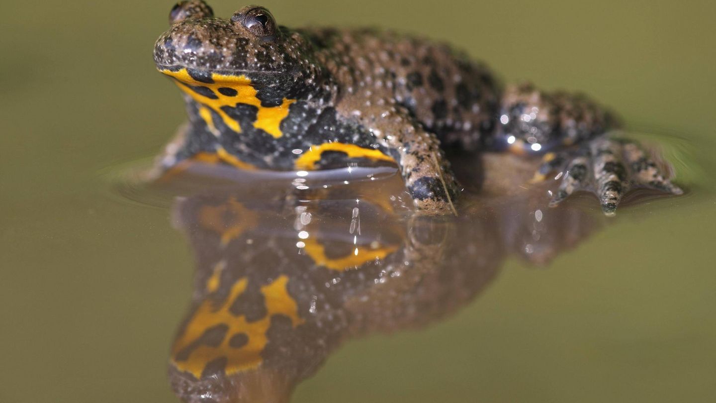 Amphibien Gelbbauchunke